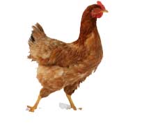 Chicken care