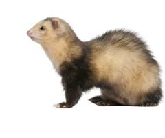 Ferret care