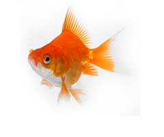 Fish care
