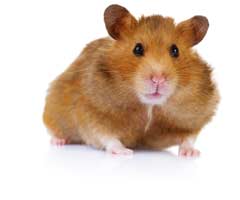Hamster care